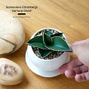 観葉植物 おしゃれ 小さい ミニサイズ サンスベリア サムライドワーフ 白 日陰 育てやすい 初心者 簡単 虫 出ない わかない 小さめ プレゼント ギフト お...