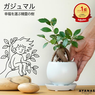 【楽天1位】観葉植物 おしゃれ 小さい ミニサイズ お祝い ラッピング メッセージカード プレゼント ギフト ガジュマル 白 がじゅまる 日陰 育てやすい 初心者 簡単 ゴムノキ ゴムの木 北欧 ミニ かわいい おすすめ 人気 インテリアグリーン グリーン 室内 デスク キッチン
