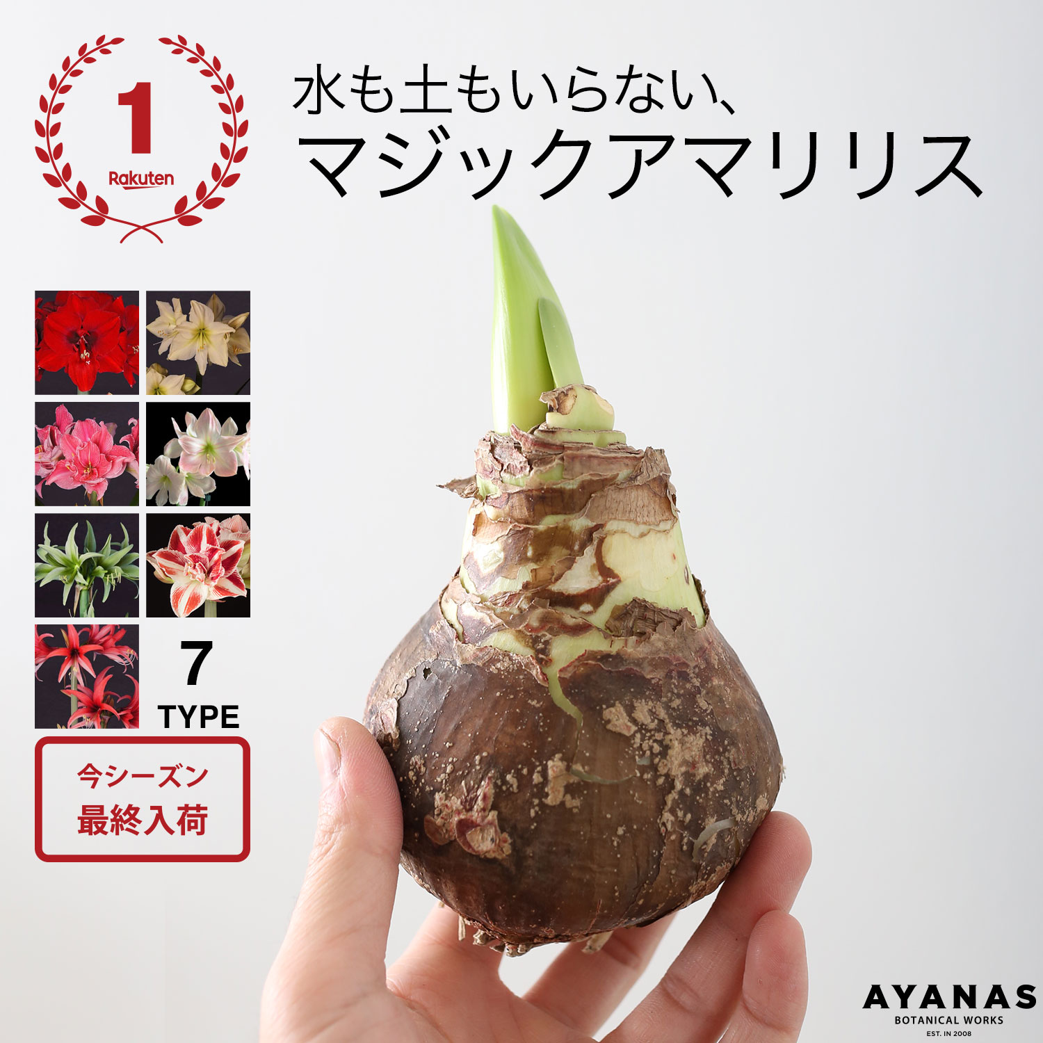 マジックアマリリスの球根 2023｜観葉植物 個性的 珍しい 花【po2312】のサムネイル