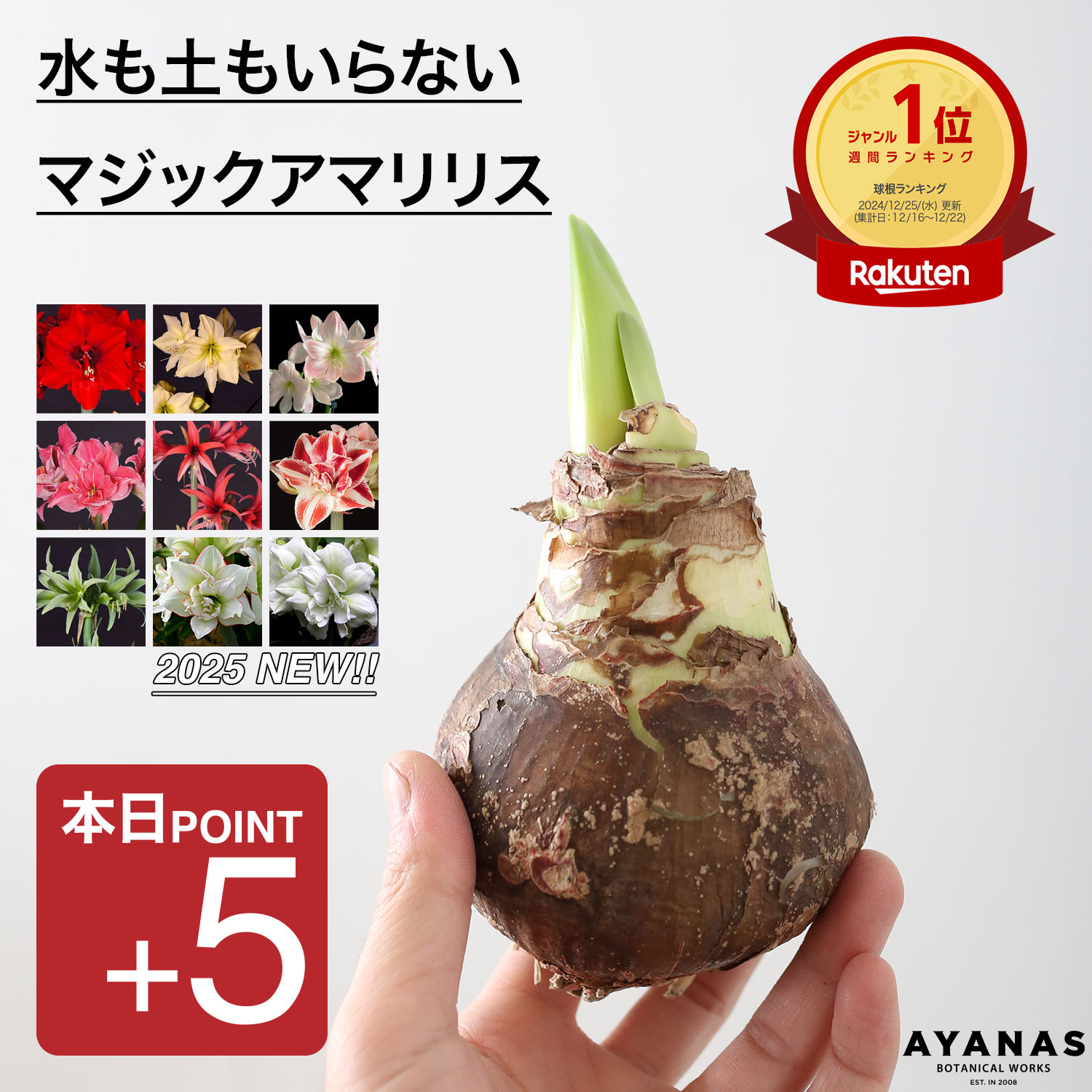本日ポイント5倍【楽天1位】 アマリリス 球根 マジックアマリリス 正規品 観葉植物 おしゃれ 小さい 大輪 赤 ピンク 白 赤白 緑 覆輪 八重 グリーン 珍しい 冬 春 フェラーリ レモンスター スイートスター スイートニンフ ピンクサイビスター ブライトニンフ
