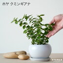 観葉植物 おしゃれ 小さい ミニサイズ ホヤ クミンギアナ 白 育てやすい 初心者 かんたん 虫 出ない わかない 小さめ ミニ 観葉 植物 モノトーン かわい...