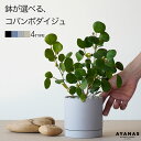 観葉植物 おしゃれ 小さい コバンボダイジュ 小判菩提樹 ゴムノキ ゴムの木 おすすめ 人気 簡単 インテリア グリーン リビング ギフト プレゼント 植物 陶...