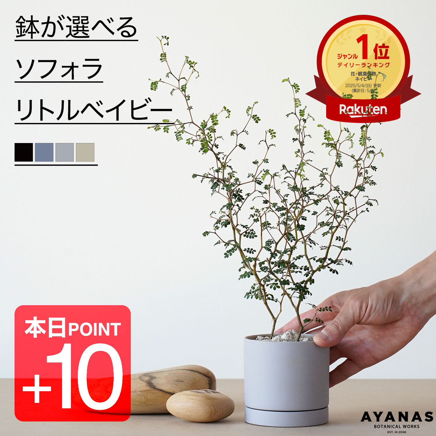 【本日ポイント10倍】【楽天1位】 ソフォラ リトルベイビー 観葉植物 おしゃれ 小さい ミニサイズ 選べる ギフト プレゼント 小さめ 観葉 植物 グレー 黒 ベージュ ネイビー 教科書 紺 青 可愛い かわいい おすすめ 人気 簡単 インテリア グリーン 室内 リビング