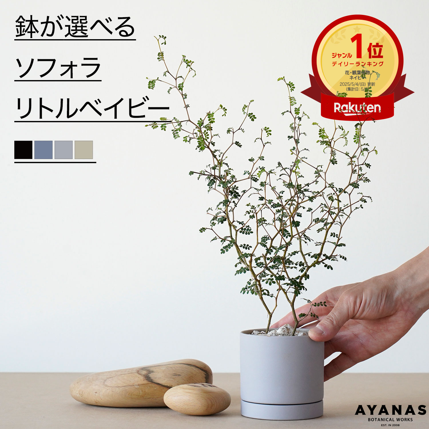 【楽天1位】 ソフォラ リトルベイビー 観葉植物 おしゃれ 小さい ミニサイズ 選べる ギフト プレゼント 小さめ 観葉 植物 グレー 黒 ベージュ ネイビー 教科書 紺 青 可愛い かわいい おすすめ 人気 簡単 インテリア グリーン 室内 リビング