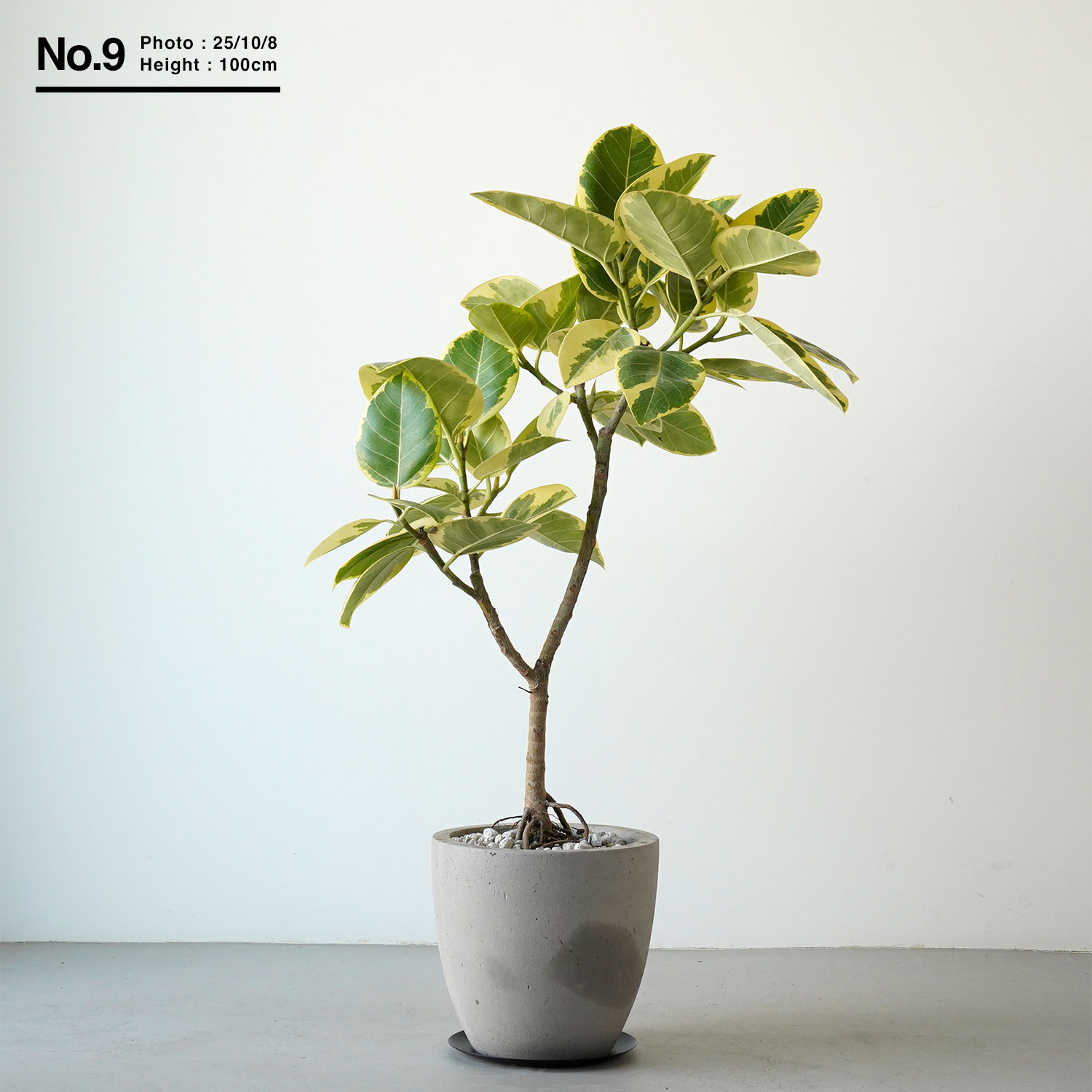 楽天市場】フィカス アルテシマ（種類（植物）ゴムの木）の通販