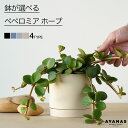 観葉植物 おしゃれ 小さい ミニサイズ 選べる ペペロミア ホープ ニュアンスカラー くすみ ジャパンディ 日陰 日当たりが悪い お洒落 小型 グレー 黒 ベージュ ネイビー 紺 青 かわいい 簡単 インテリア グリーン 室内 リビング ギフト プレゼント