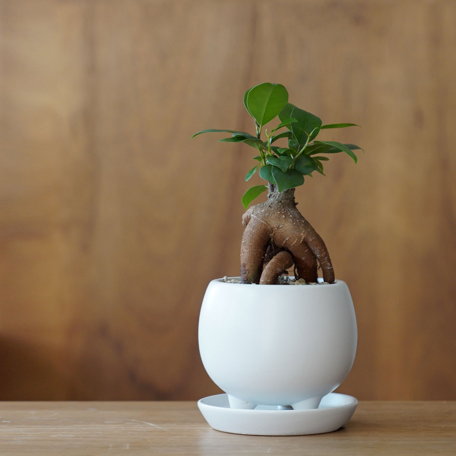 観葉植物　おしゃれ　ガジュマル（陶器鉢　人気　日陰　小さい　三つ足ポット　アヤナス）