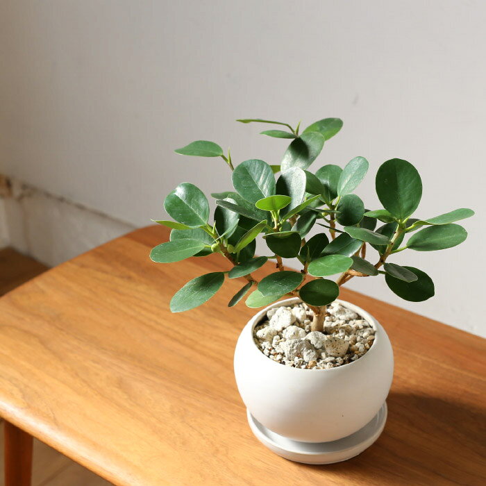 Ayanas アヤナス 観葉植物のセレクトショップ