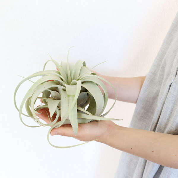 Ayanas アヤナス 観葉植物のセレクトショップ