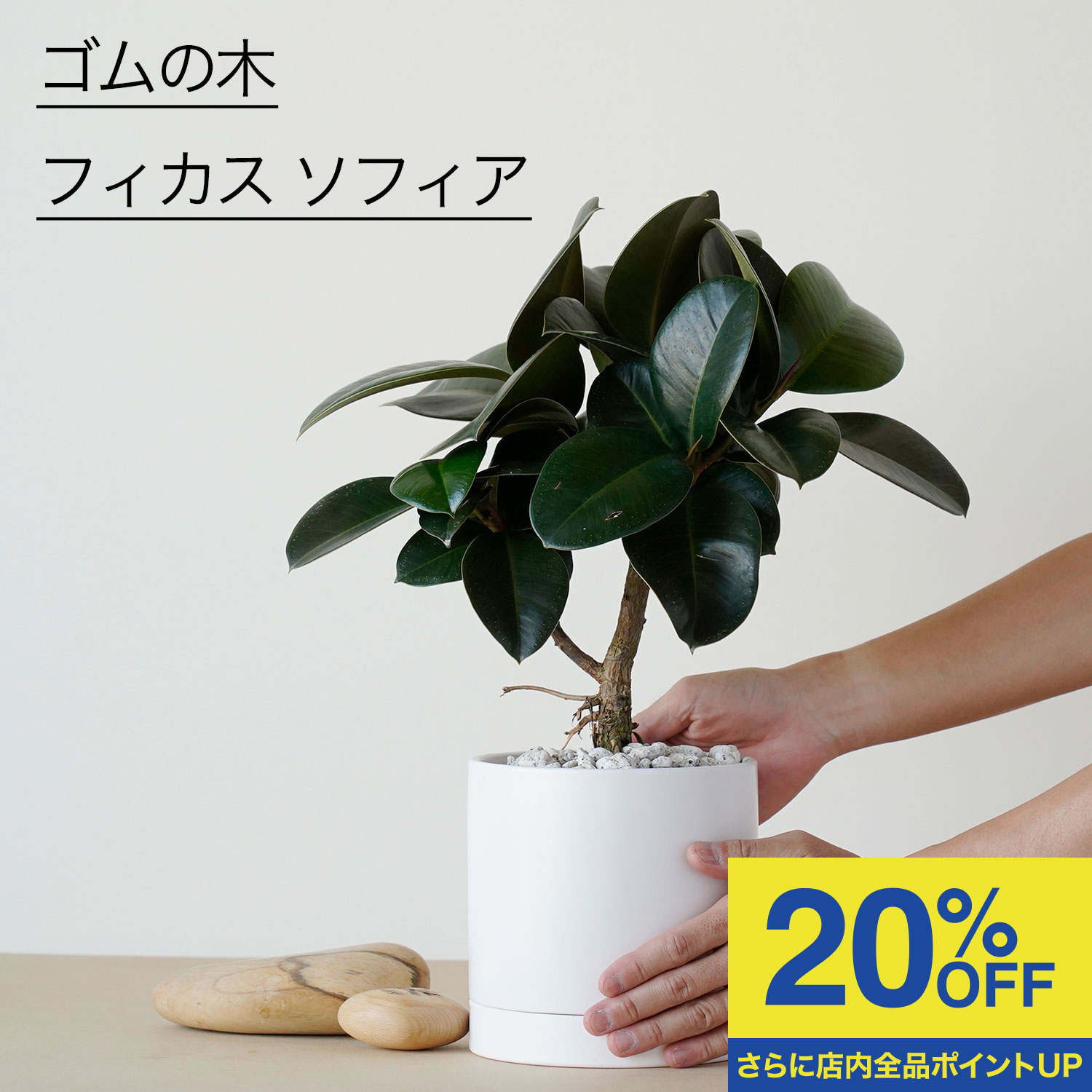 ＼12/4 20:00〜 9980円⇒7980円／フィカス ソフィア ゴムの木 ゴムノキ 観葉植物 おしゃれ 小さい 日陰 白 シンプル 人気 おすすめ 簡単 インテリア グリーン リビング ギフト プレゼント 植物 陶器鉢 5号
