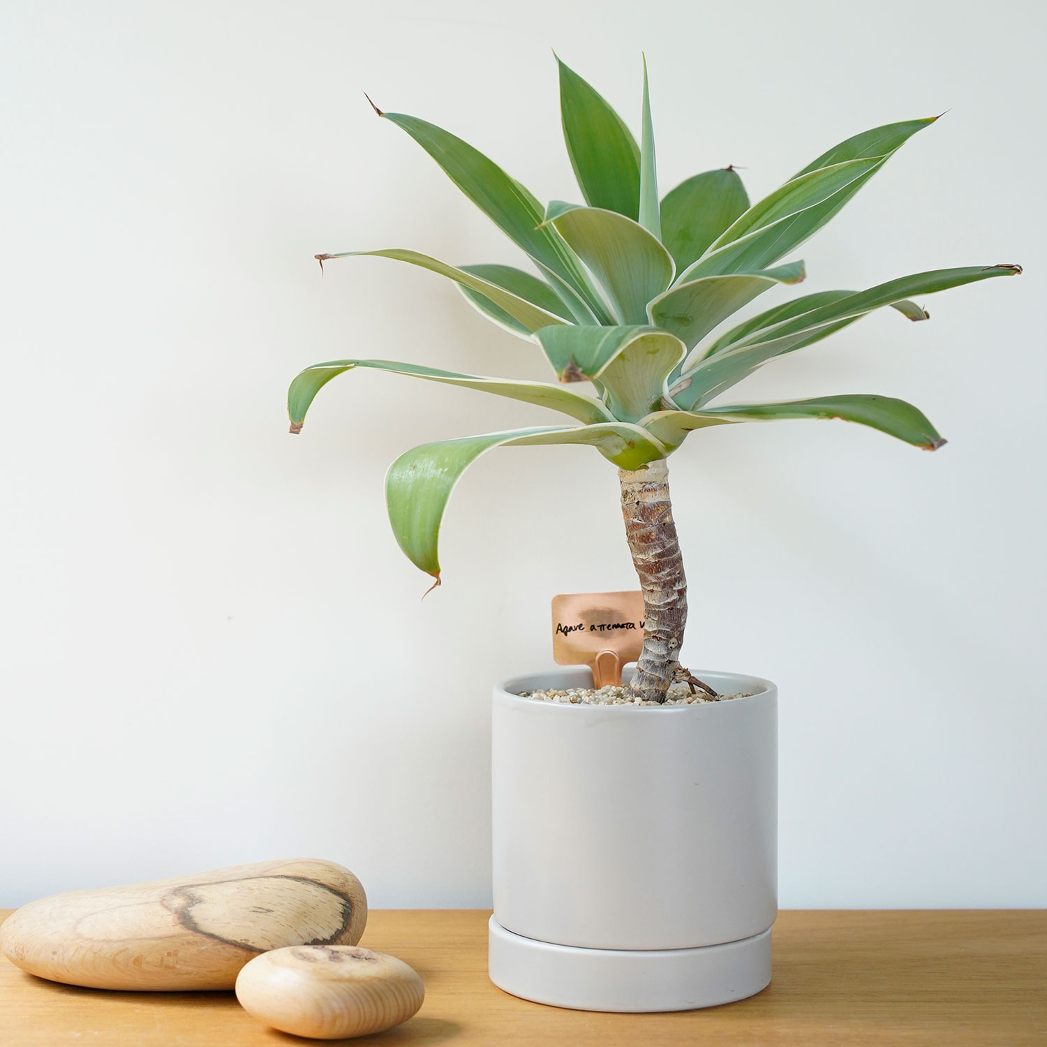 �ץ��ĥ��� S��Ƽ����