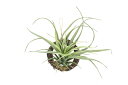 【スーパーSALE10%OFF】光触媒観葉植物 エアープランツR(ポリ製)〔壁掛けタイプ〕/光触媒 観葉植物 ウンベラータ フェイクグリーン 花 胡蝶蘭 開店祝...