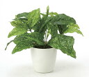光触媒観葉植物 アクバS〔テーブルタイプ〕/光触媒 観葉植物 ウンベラータ フェイクグリーン 花 胡蝶蘭 開店祝い 開業祝い 誕生祝い 造花 アートフレーム おしゃれ 飾る Lサイズ