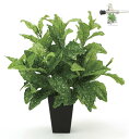 最大100%ポイントバック!限定抽選 光触媒観葉植物 アクバL〔テーブルタイプ〕/光触媒 観葉植物 ウンベラータ フェイクグリーン 花 胡蝶蘭 開店祝い 開業祝...