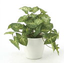 最大100%ポイントバック!限定抽選 光触媒観葉植物 フレッシュカラージュームS〔テーブルタイプ〕/光触媒 観葉植物 ウンベラータ フェイクグリーン 花 胡蝶蘭...