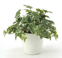 最大100%ポイントバック!限定抽選 光触媒観葉植物 フレッシュ斑入りアイビー〔テーブルタイプ〕/光触媒 観葉植物 ウンベラータ フェイクグリーン 花 胡蝶蘭 ...
