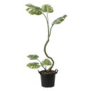 光触媒観葉植物 インテリアモンステラ1.7 〔フロアタイプ〕 インテリア フェイクグリーン おしゃれ アートグリーン 緑 リビング 鉢植え プレゼント ギフト ...