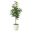 光触媒観葉植物 フレッシュマネーツリー90 〔フロアタイプ〕 インテリア フェイクグリーン おしゃれ アートグリーン 緑 リビング 鉢植え プレゼント ギフト ...