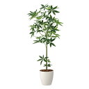 最大100%ポイントバック!限定抽選 光触媒観葉植物 フレッシュパキラ1.7 〔フロアタイプ(ハイサイズ)〕 フェイクグリーン 人工 観葉植物 インテリア 鉢植...