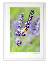 【スーパーSALE半額】版画 絵画 ラベンダーとみつばち/アートフォト インテリア 額入り 額装込 風景画 油絵 ポスター アート アートパネル リビング 玄関...