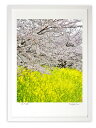 版画 絵画 さくらと菜の花2017/アートフォト インテリア 額入り 額装込 風景画 油絵 ポスター アート アートパネル リビング 玄関 プレゼント モダン アートフレーム 飾る おしゃれ 壁掛け 絵