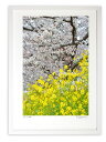 版画 絵画 桜と菜の花2021(縦)/アートフォト インテリア 額入り 額装込 風景画 油絵 ポスター アート アートパネル リビング 玄関 プレゼント モダン...