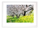 最大100%ポイントバック!限定抽選 版画 絵画 桜並木と菜の花/アートフォト インテリア 額入り 額装込 風景画 油絵 ポスター アート アートパネル リビン...