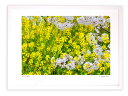 最大100%ポイントバック!限定抽選 版画 絵画 さくら色と菜の花色(横)/アートフォト インテリア 額入り 額装込 風景画 油絵 ポスター アート アートパネ...