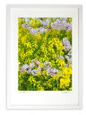【スーパーSALE50%OFF】版画 絵画 さくら色と菜の花色(縦)/アートフォト インテリア 額入り 額装込 風景画 油絵 ポスター アート アートパネル リ...