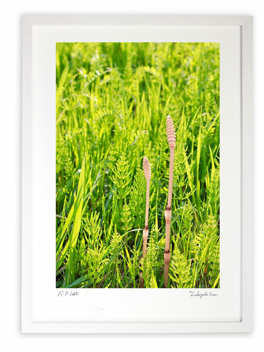 【スーパーSALE半額】版画 絵画 春を告げるつくし、一期一会。/アートフォト インテリア 額入り 額装込 風景画 油絵 ポスター アート アートパネル リビン...