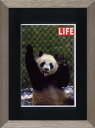 アートフレーム ゆうパケット LIFE Giant Panda Lung-Ling(ライフ ジャイアント パンダ)/インテリア 飾る 額入り 油絵 ポスター ア...