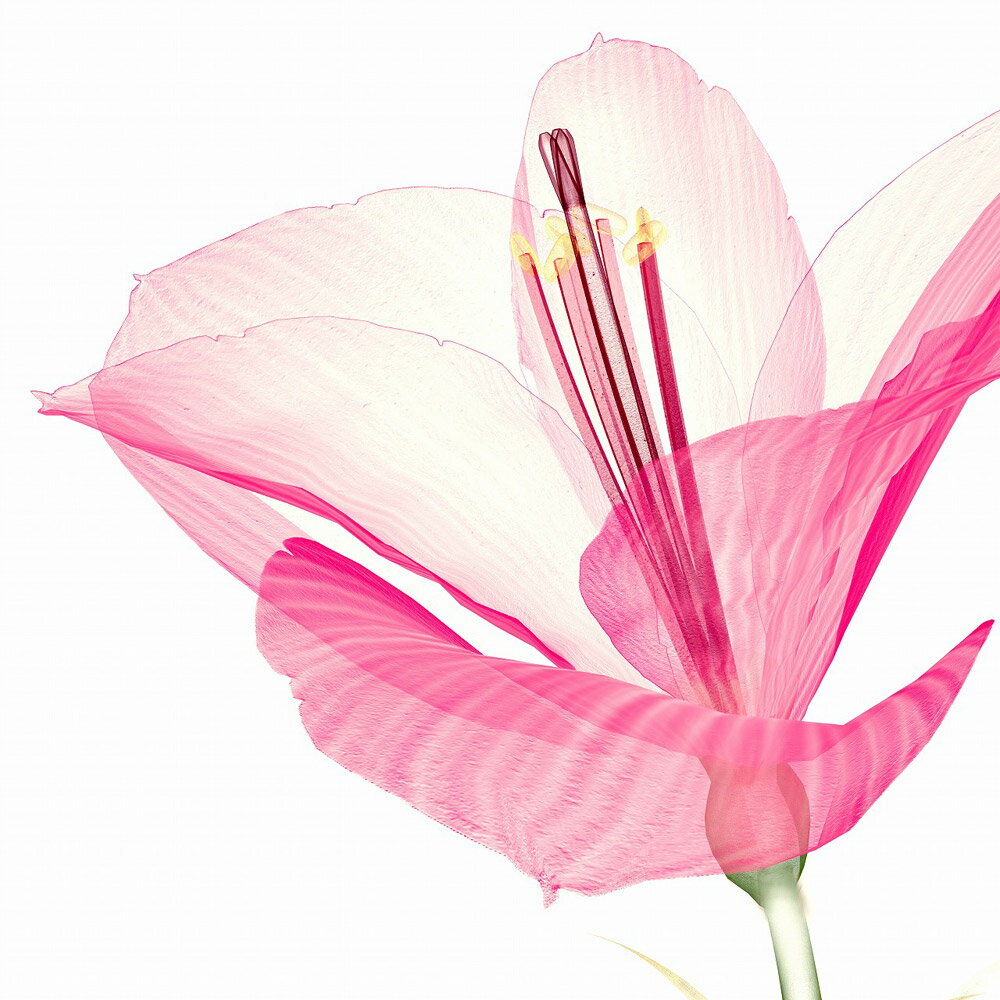 【スーパーSALE10%OFF】絵画 プチキャンバスアート ピンクアマリリス 300x300mm アートパネル インテリア リビング 玄関 廊下 部屋 壁飾り ...