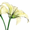 最大100%ポイントバック!限定抽選 絵画 プチキャンバスアート Lily flower 300x300mm アートパネル インテリア リビング 玄関 廊下 部...