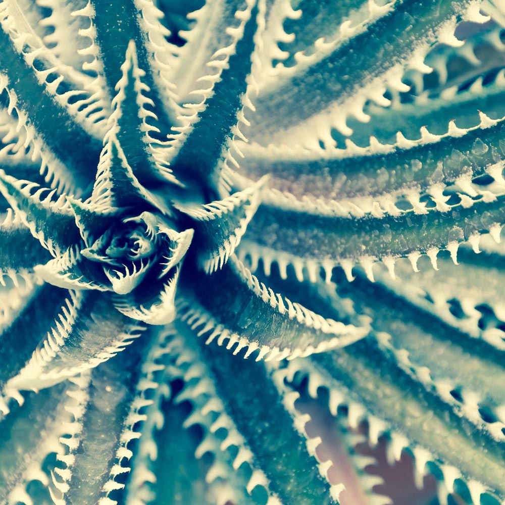 【スーパーSALE10%OFF】絵画 プチキャンバスアート リュウゼツラン 300x300mm アートパネル インテリア リビング 玄関 廊下 部屋 壁飾り 植...