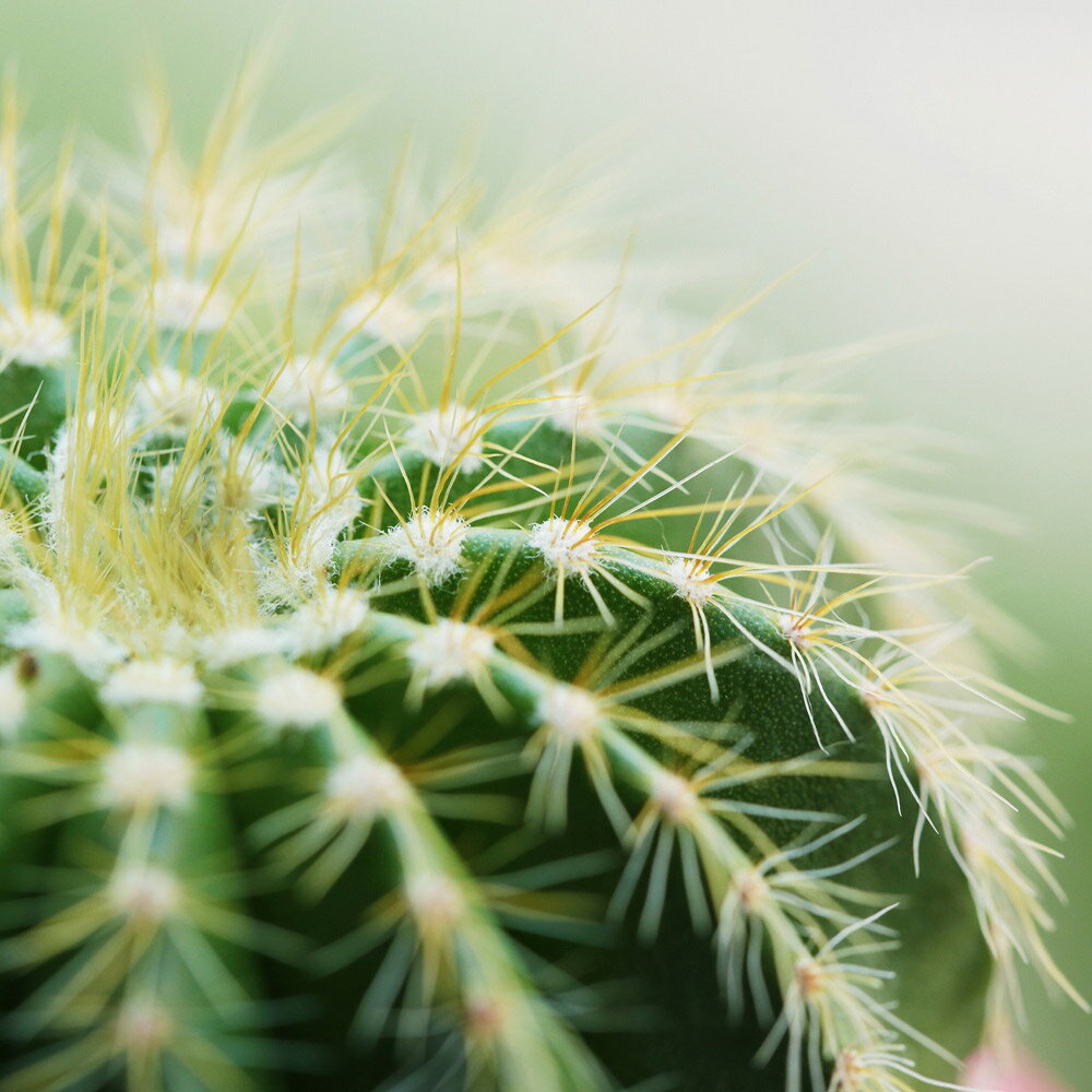 【スーパーSALE10%OFF】絵画 プチキャンバスアート カクタス 300x300mm アートパネル インテリア リビング 玄関 廊下 部屋 壁飾り 植物 ギ...