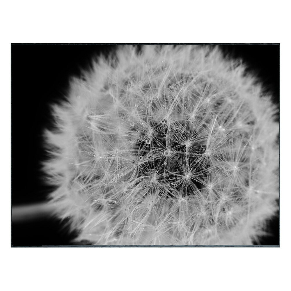 絵画 Photography Dandelions インテリア 壁飾り タンポポ 綿毛 写真 額付 モノクロ アート シンプル リビング 玄関 ギフト プレゼン...