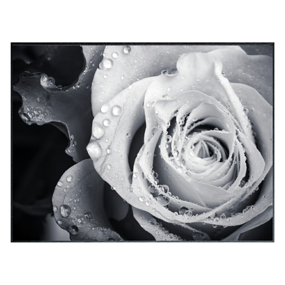 絵画 Photography Rose インテリア 壁飾り バラ ローズ 花 写真 額付き モノクロ アート シンプル リビング 玄関 ギフト プレゼント 壁掛...