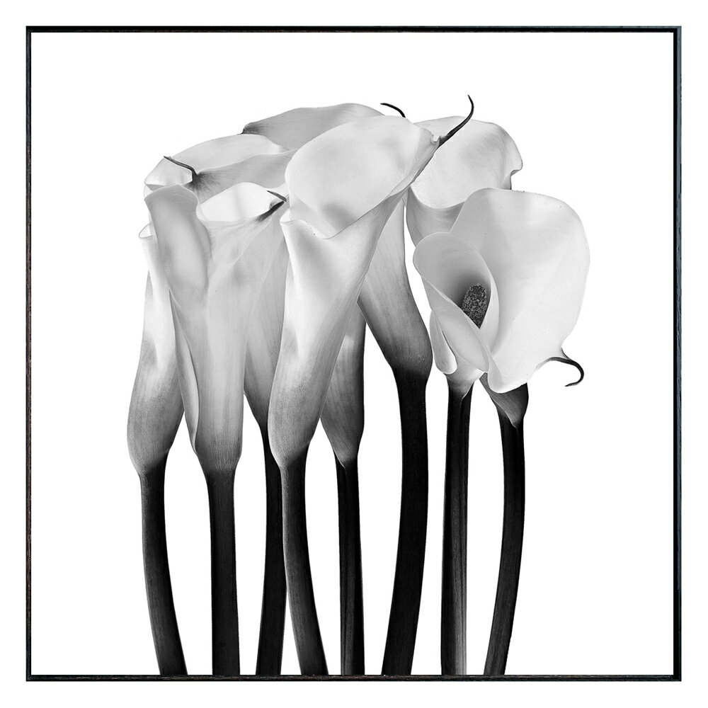 絵画 Photography Calla インテリア 壁飾り カラー 花 写真 額付き モノクロ アート シンプル リビング 玄関 ギフト プレゼント 壁掛け ...