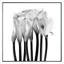 最大100%ポイントバック!限定抽選 絵画 Photography Calla インテリア 壁飾り カラー 花 写真 額付き モノクロ アート シンプル リビン...
