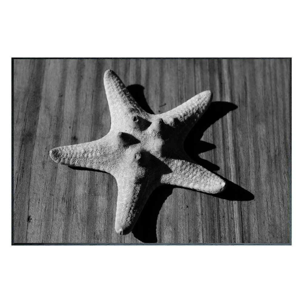 絵画 Photography Star fish インテリア 壁飾り ヒトデ 写真 額付き モノクロ アート シンプル リビング 玄関 ギフト プレゼント 壁掛...