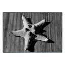最大100%ポイントバック!限定抽選 絵画 Photography Star fish インテリア 壁飾り ヒトデ 写真 額付き モノクロ アート シンプル リ...