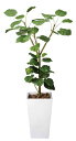 最大100%ポイントバック!限定抽選 光触媒観葉植物 アートウンベラータW1.8〔フロアタイプ(ハイサイズ)〕/光触媒 観葉植物 ウンベラータ フェイクグリーン...