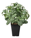 光触媒観葉植物 フィットニアM〔テーブルタイプ〕/光触媒 観葉植物 ウンベラータ フェイクグリーン 花 胡蝶蘭 開店祝い 開業祝い 誕生祝い 造花 アートフレー...