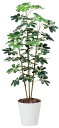 光触媒観葉植物 カポック斑入り1.5〔フロアタイプ(ハイサイズ)〕/光触媒 観葉植物 ウンベラータ フェイクグリーン 花 胡蝶蘭 開店祝い 開業祝い 誕生祝い 造花 アートフレーム おしゃれ 飾る 5Lサイズ