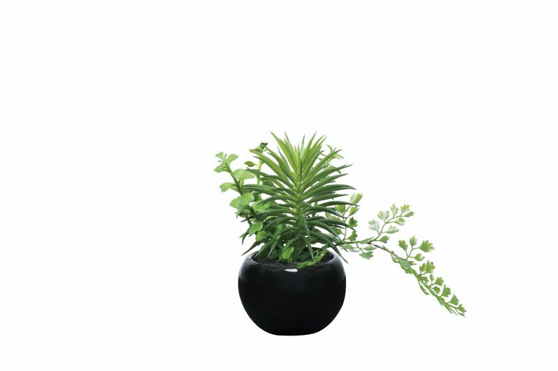 光触媒観葉植物 ミックスインポット〔テーブルタイプ〕/光触媒 観葉植物 ウンベラータ フェイクグリーン 花 胡蝶蘭 開店祝い 開業祝い 誕生祝い 造花 アートフレーム おしゃれ 飾る Sサイズ