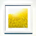 最大100%ポイントバック!限定抽選 版画 絵画菜の花畑と太陽02/インテリア 額入り 額装込 風景画 油絵 ポスター アート アートパネル リビング 玄関 プ...