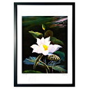 【抽選ポイント100%バック】版画 地球の花だ…蓮の花2 (Issey)インテリア 壁掛け 額入り 風景画 ポスター アート リビング 玄関に飾る 風水 プレゼ...