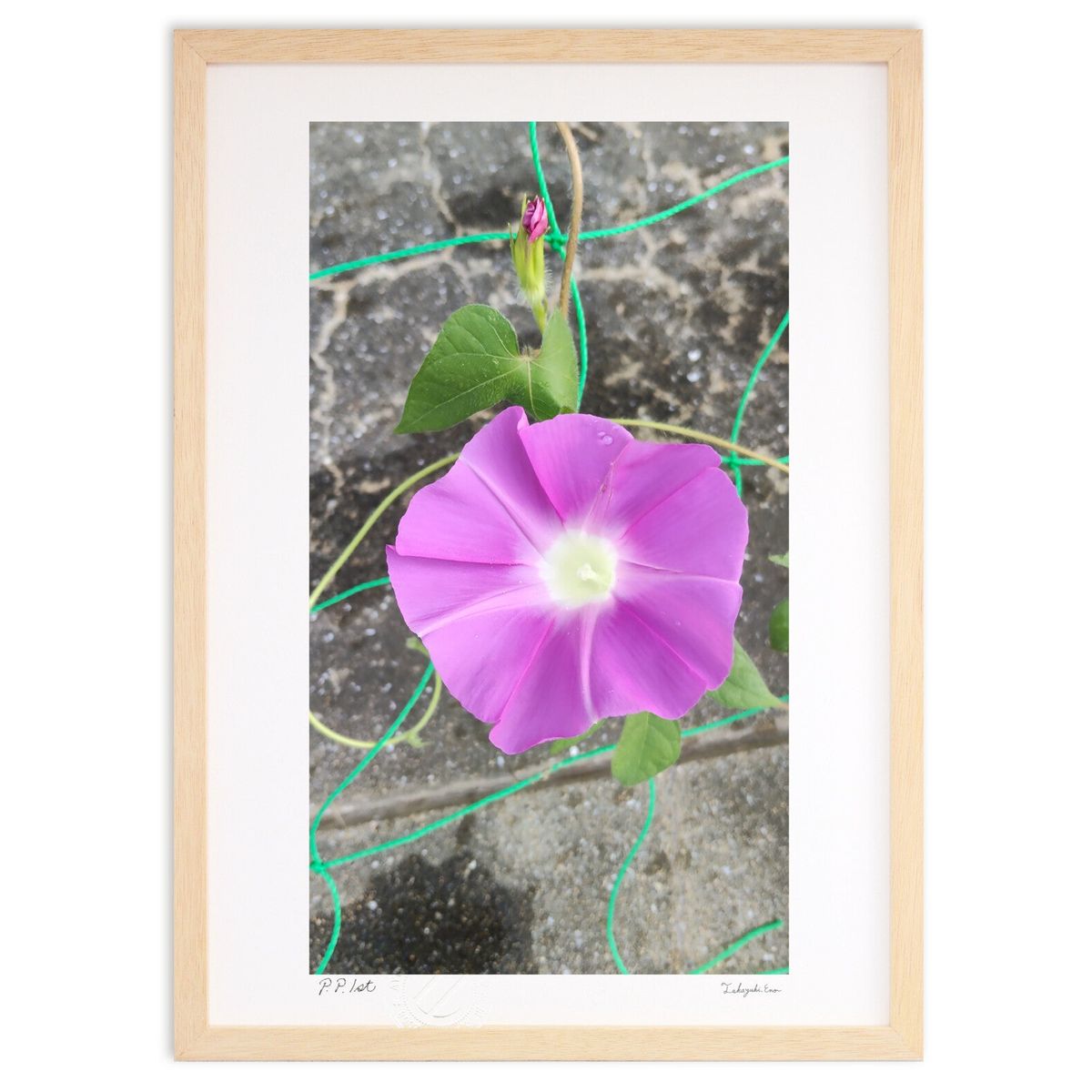 【スーパーSALE半額】版画 ようやく咲いた朝顔 (レモンティ)インテリア 壁掛け 額入り 風景画 ポスター アート リビング 玄関に飾る 風水 プレゼント モ...