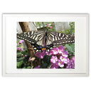 【スーパーSALE半額】版画 アゲハチョウ (レモンティ)インテリア 壁掛け 額入り 風景画 ポスター アート リビング 玄関に飾る 風水 プレゼント モダン ...