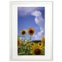 【スーパーSALE半額】版画 夏の主役ひまわり (茂木周造)インテリア 壁掛け 額入り 風景画 ポスター アート リビング 玄関に飾る 風水 プレゼント モダン...